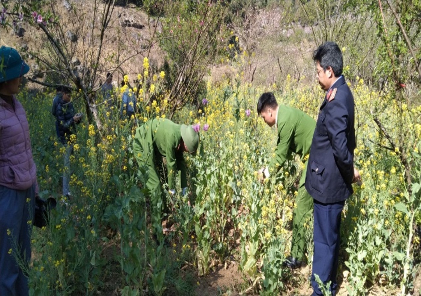 Thu giữ 150 cây thuốc phiện